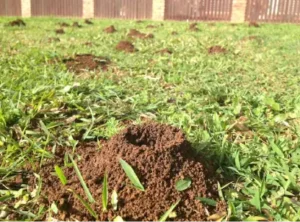 Funnels in lawn - Funnel ants before treatment