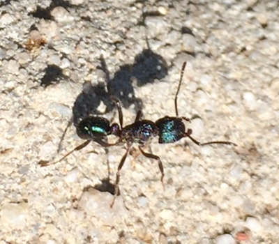 Green head ant